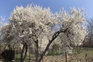 Biserica Adventistă