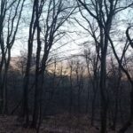 Biserica de lemn Buna vestire