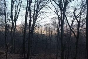 Biserica de lemn Buna vestire