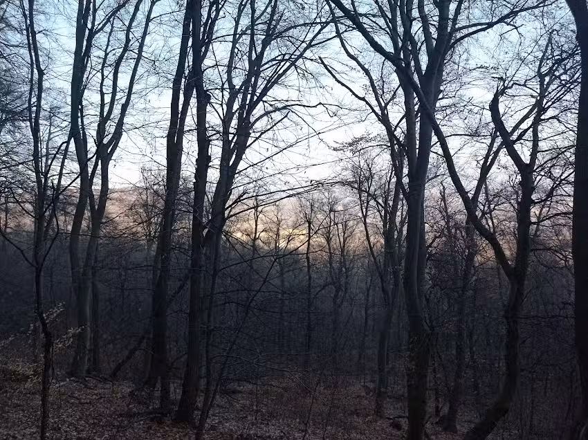 Biserica de lemn Buna vestire