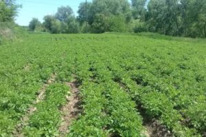 Biserica Ortodoxă &bdquo;Intrarea Maicii Domnului &icirc;n Biserică&rdquo;, Murta