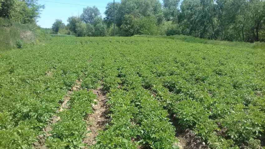 Biserica Ortodoxă &bdquo;Intrarea Maicii Domnului &icirc;n Biserică&rdquo;, Murta