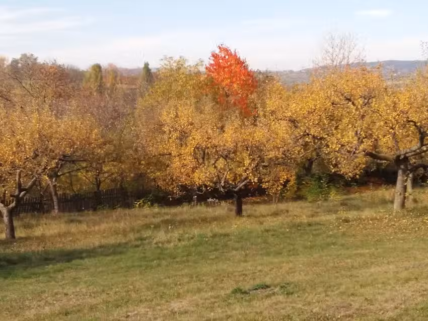 Biserica Ortodoxă R&acirc;b&acirc;ia