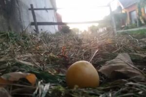 Biserica ”Sf. Arhangheli Mihail și Gavriil”