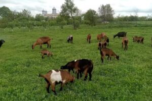 Biserica Sf&acirc;nta Treime