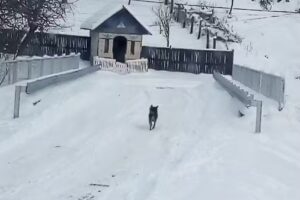 Biserica Sfantul NICOLAE