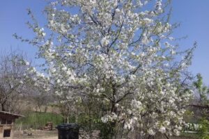 Biserica Sfinții Arhangheli Mihail și Gavril