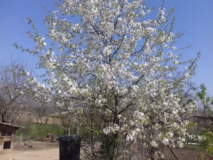 Biserica Sfinții Arhangheli Mihail și Gavril