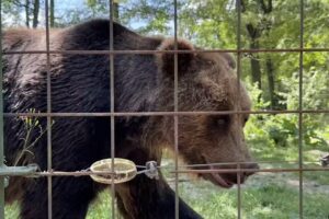 Sanctuarul Libearty Zărnești